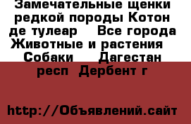 Замечательные щенки редкой породы Котон де тулеар  - Все города Животные и растения » Собаки   . Дагестан респ.,Дербент г.